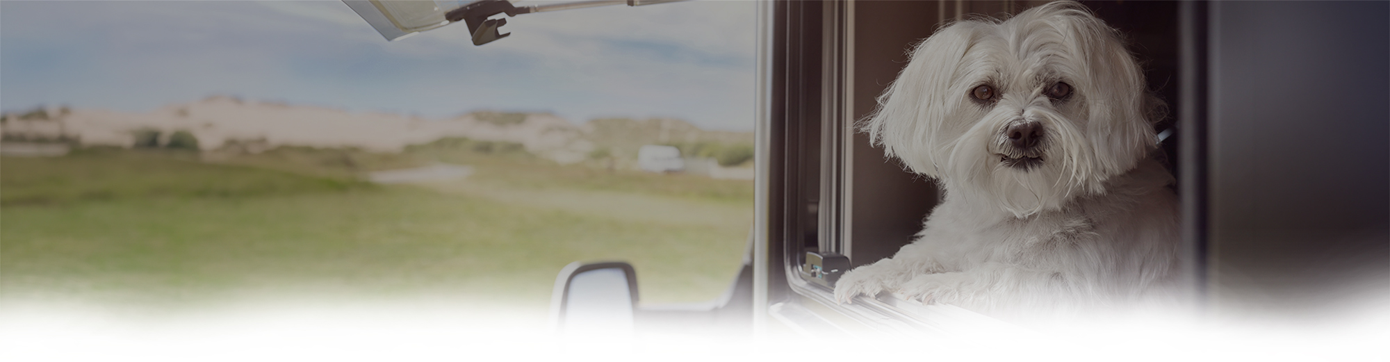 Weißer Hund schaut aus einem Wohnwagenfenster.