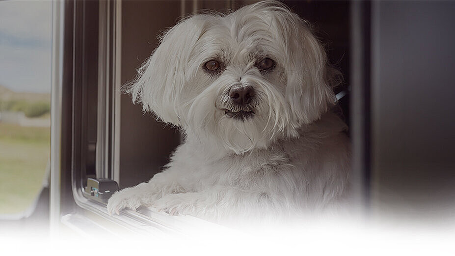 Weißer Hund schaut aus einem Wohnwagenfenster.